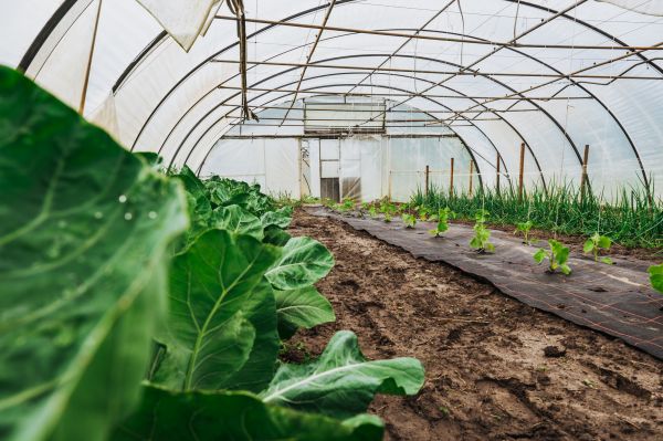 Greenhouse Installation